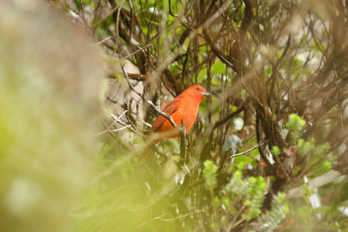 Hepatic Tanager (Lowland) - Simon Feys