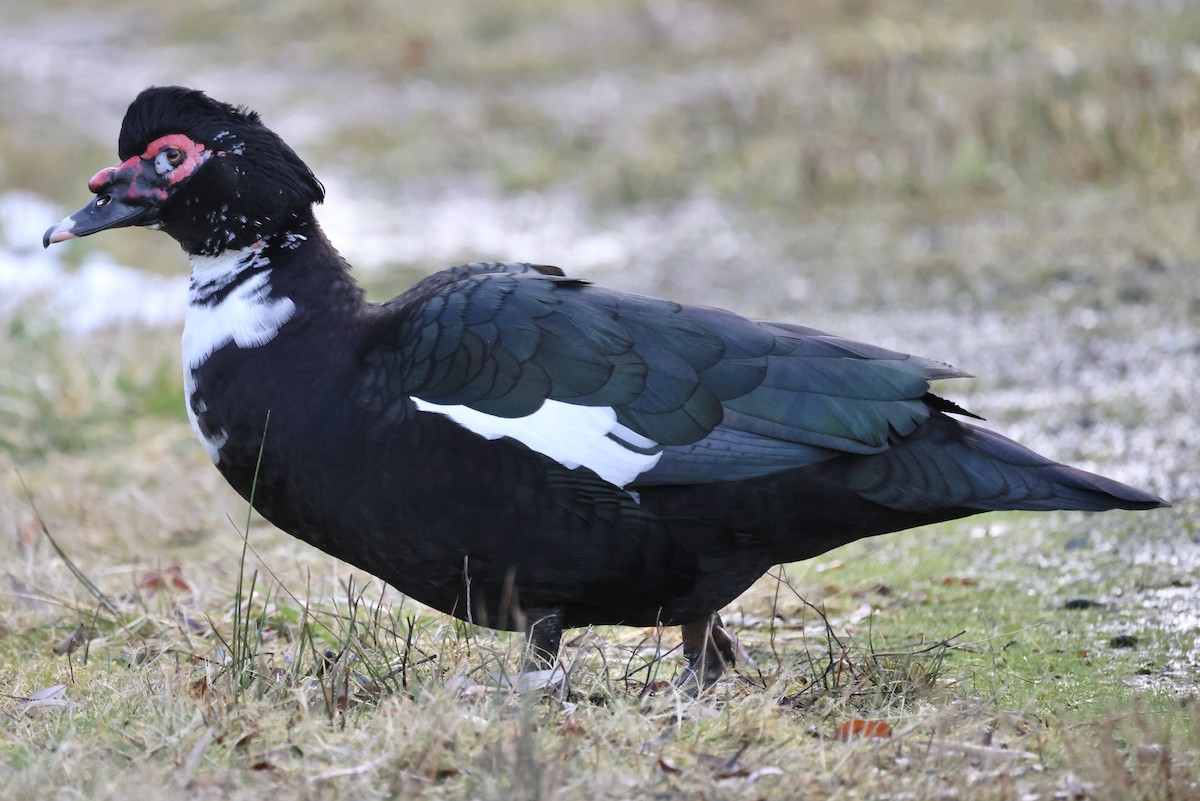 Muscovy Duck (Domestic type) - ML538673061