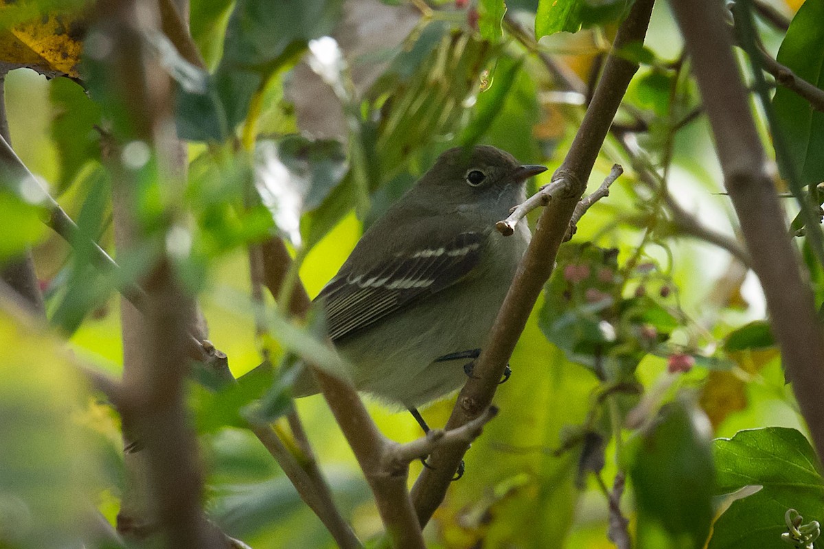 White-crested Elaenia - Patricia Alfredo