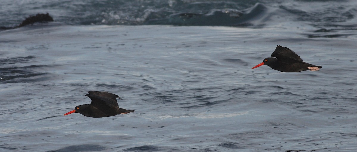 Black Oystercatcher - ML538674761