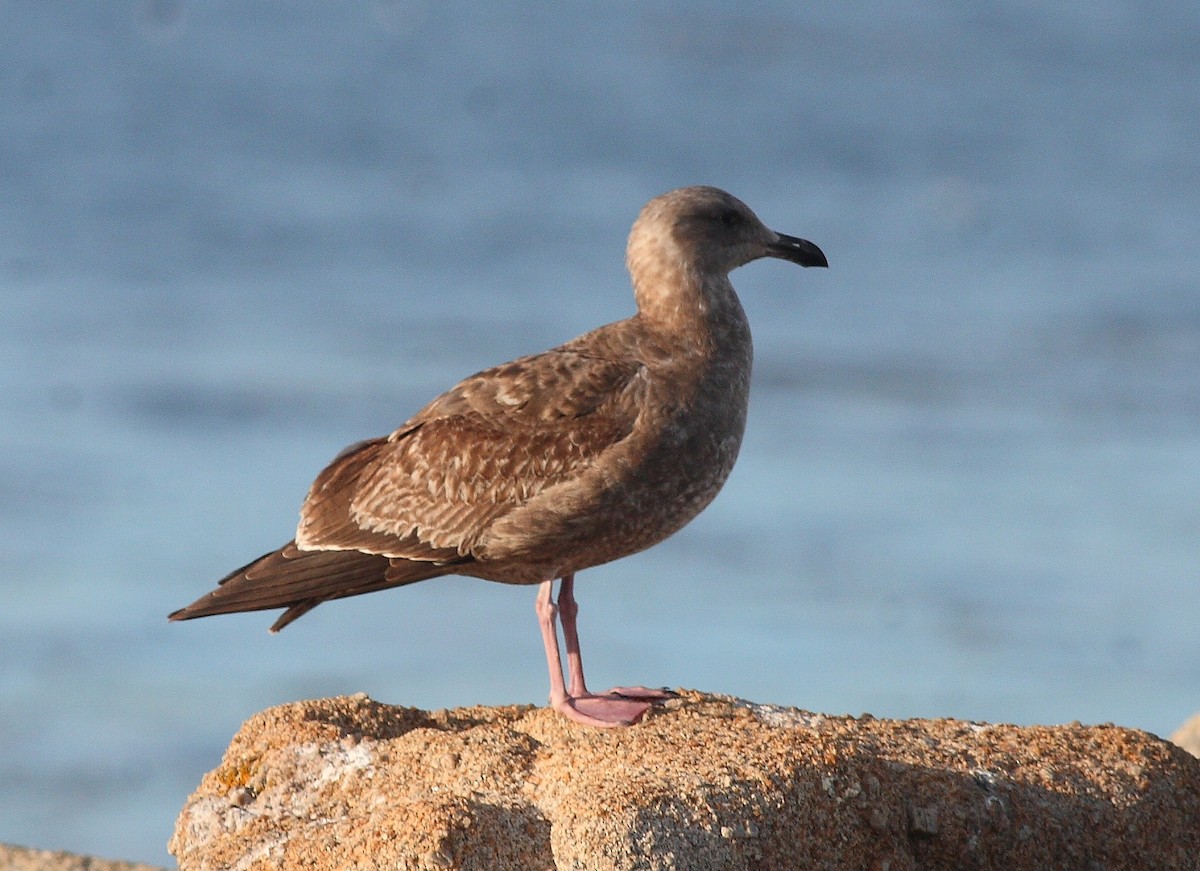 Herring Gull (American) - ML538675061