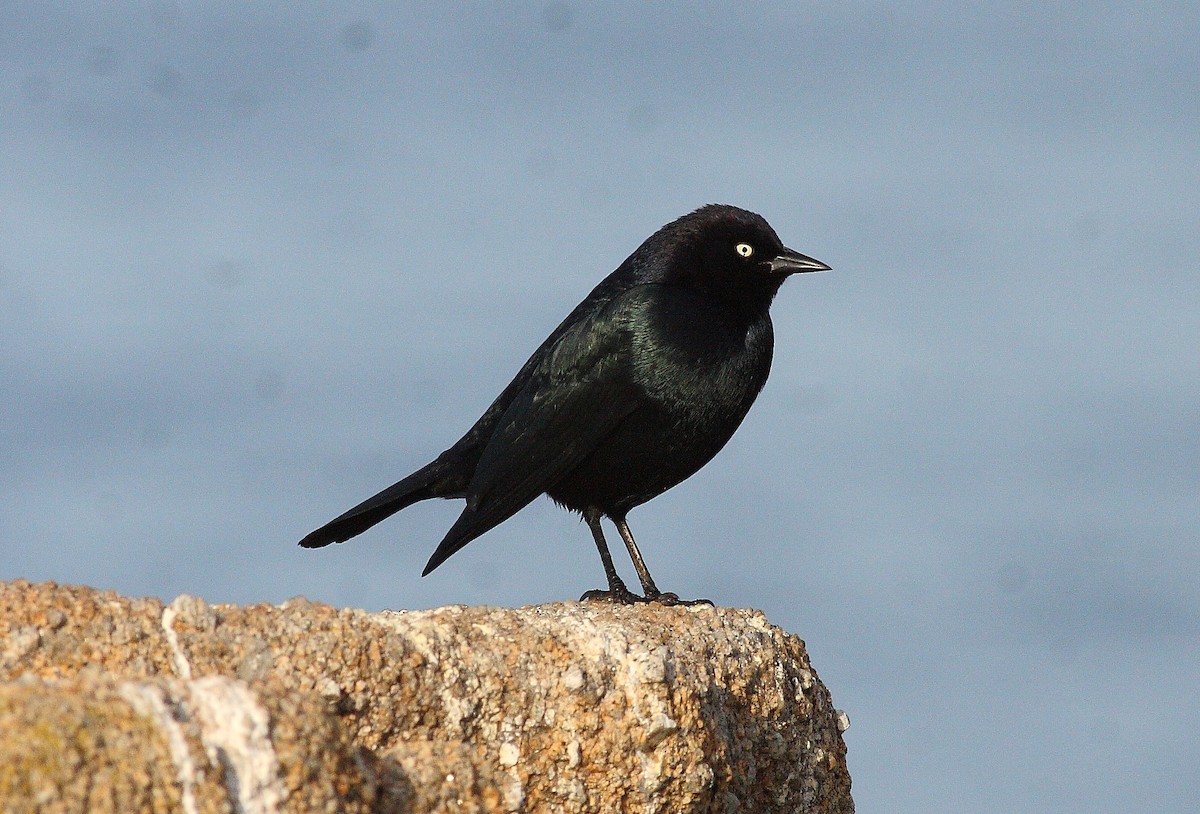 Brewer's Blackbird - ML538675151