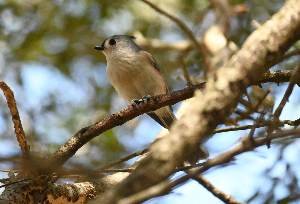 Tufted Titmouse - ML538675281