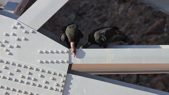 Condor de Californie - ML538676061