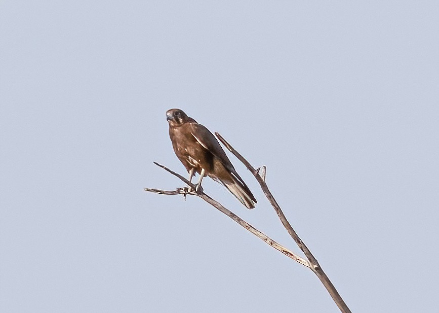 Brown Falcon - ML538677021