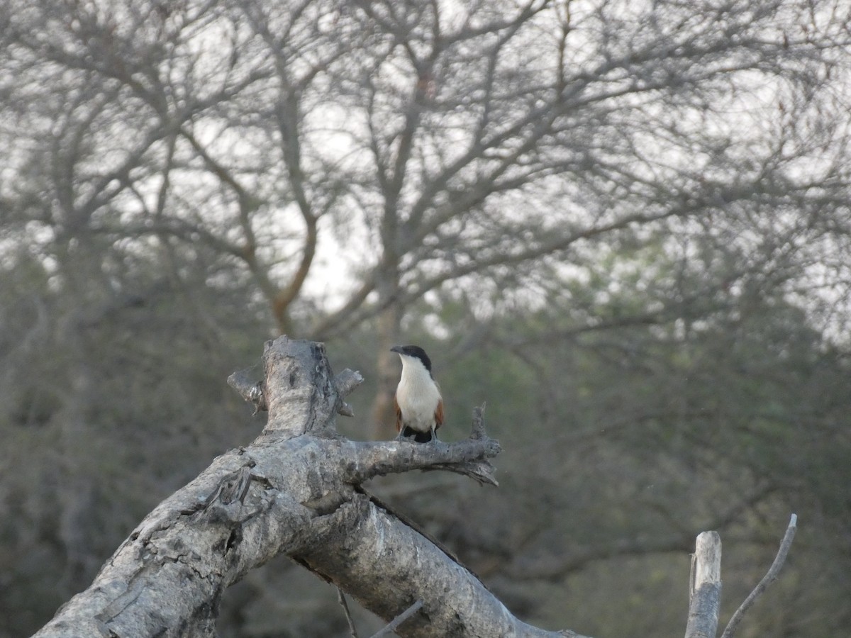 Senegal Coucal - ML538677141