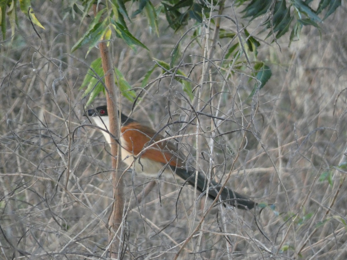 Senegal Coucal - Sheila García Lapresta