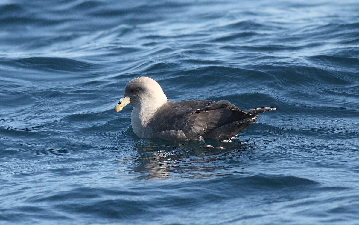 Northern Fulmar - ML538677441