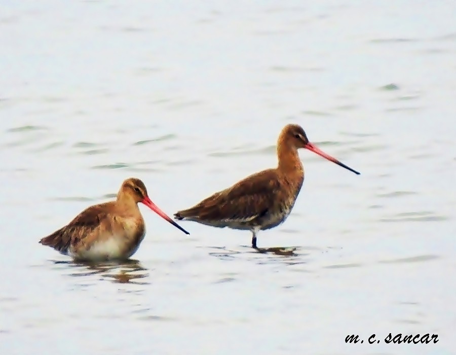 Black-tailed Godwit - ML538677771