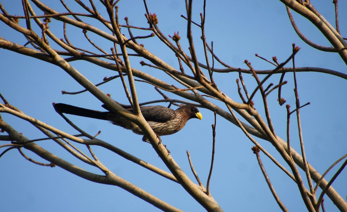 Turaco Gris Occidental - ML538677781