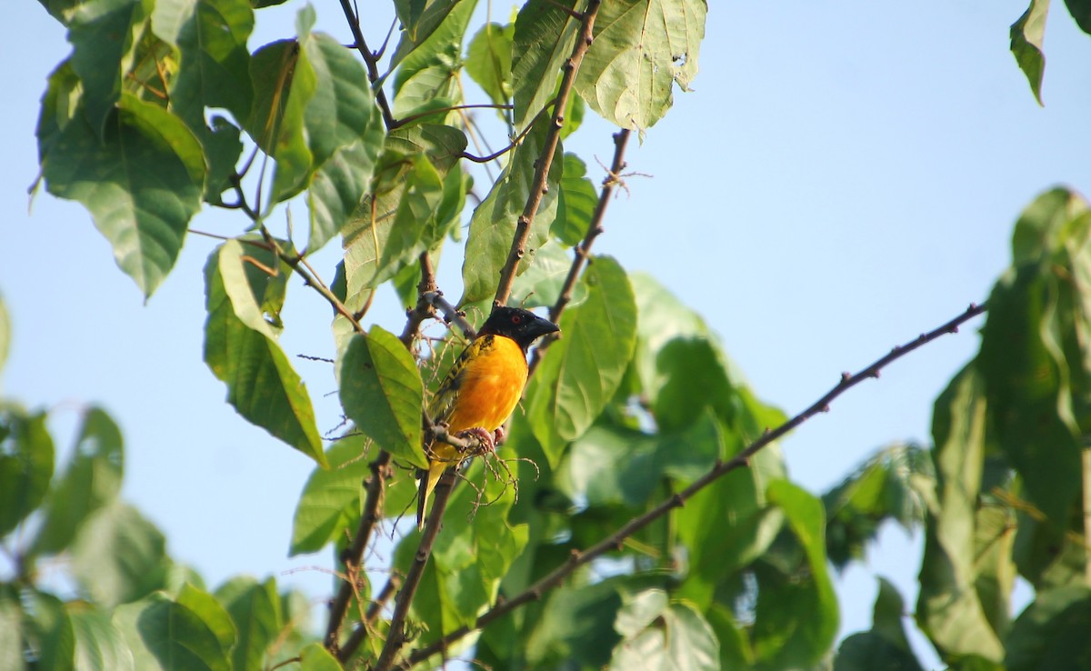 Village Weaver - ML538678071