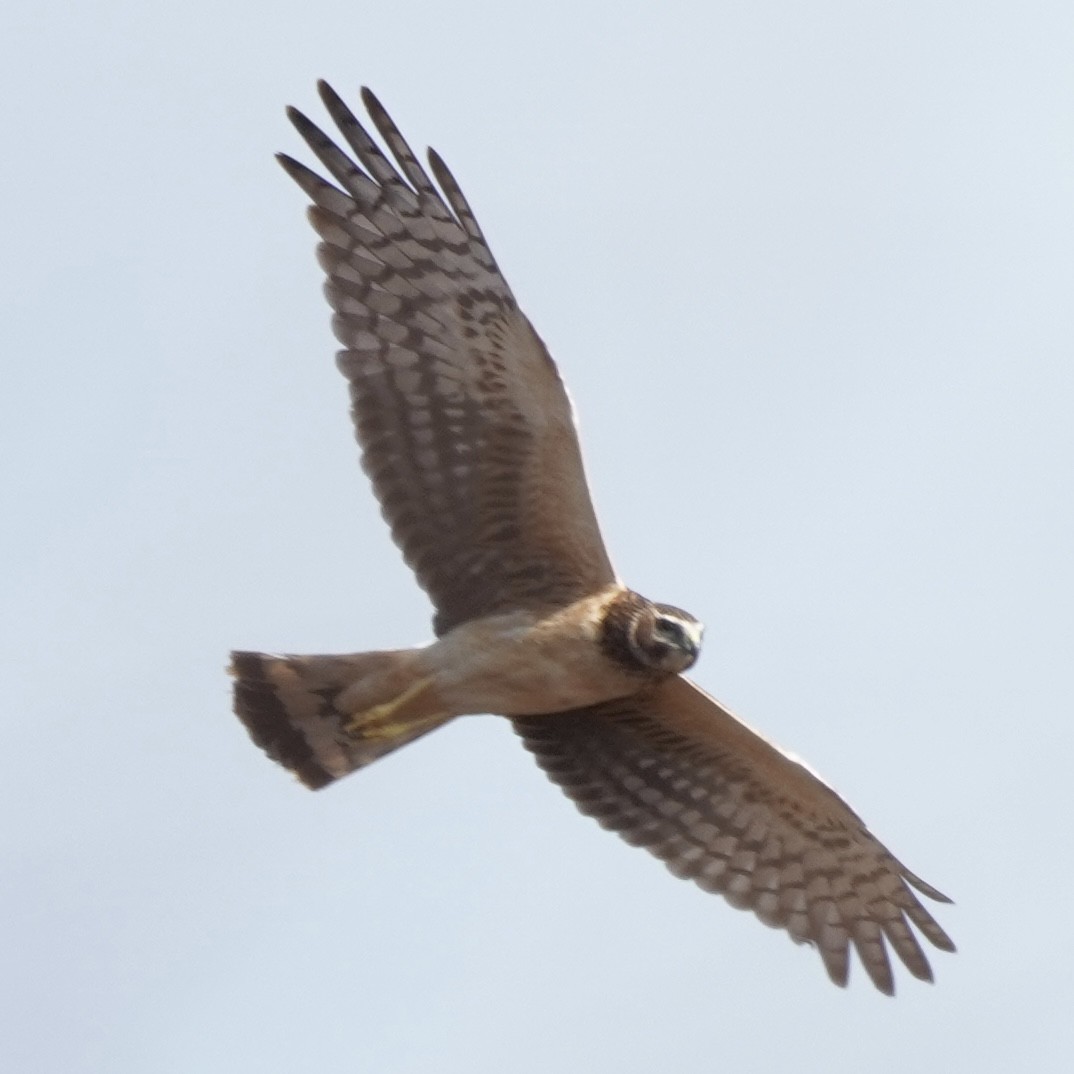 Northern Harrier - ML538678211