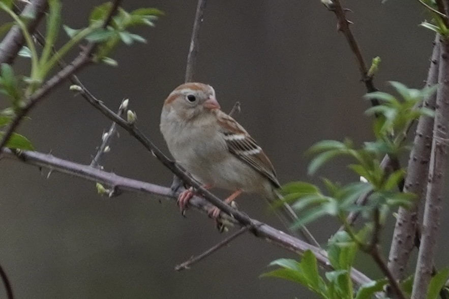 Field Sparrow - ML538679081