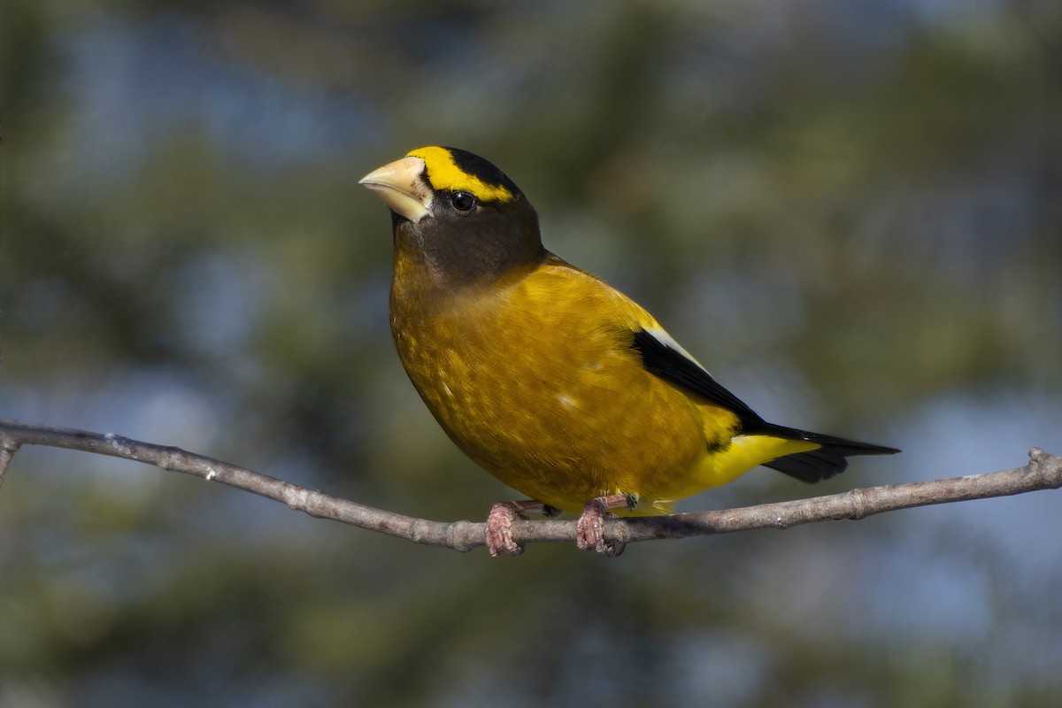 Evening Grosbeak - Jeff Maw