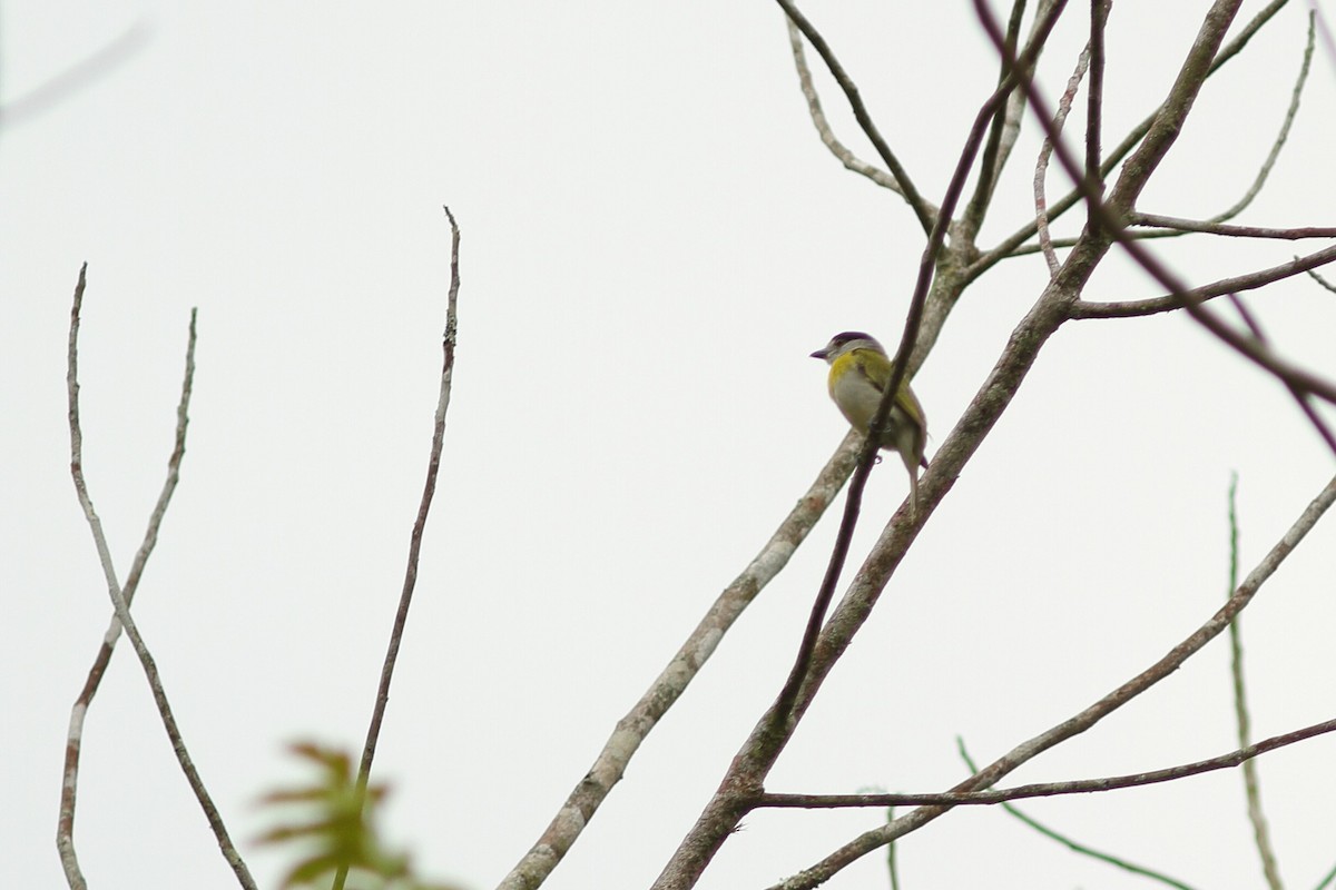 Green-backed Becard (Green-backed) - Simon Feys