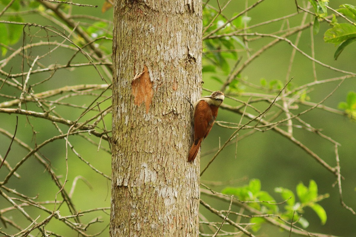 Narrow-billed Woodcreeper - ML538680261