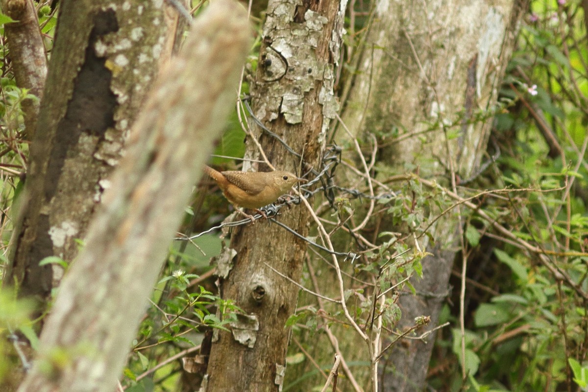 House Wren (Southern) - Simon Feys