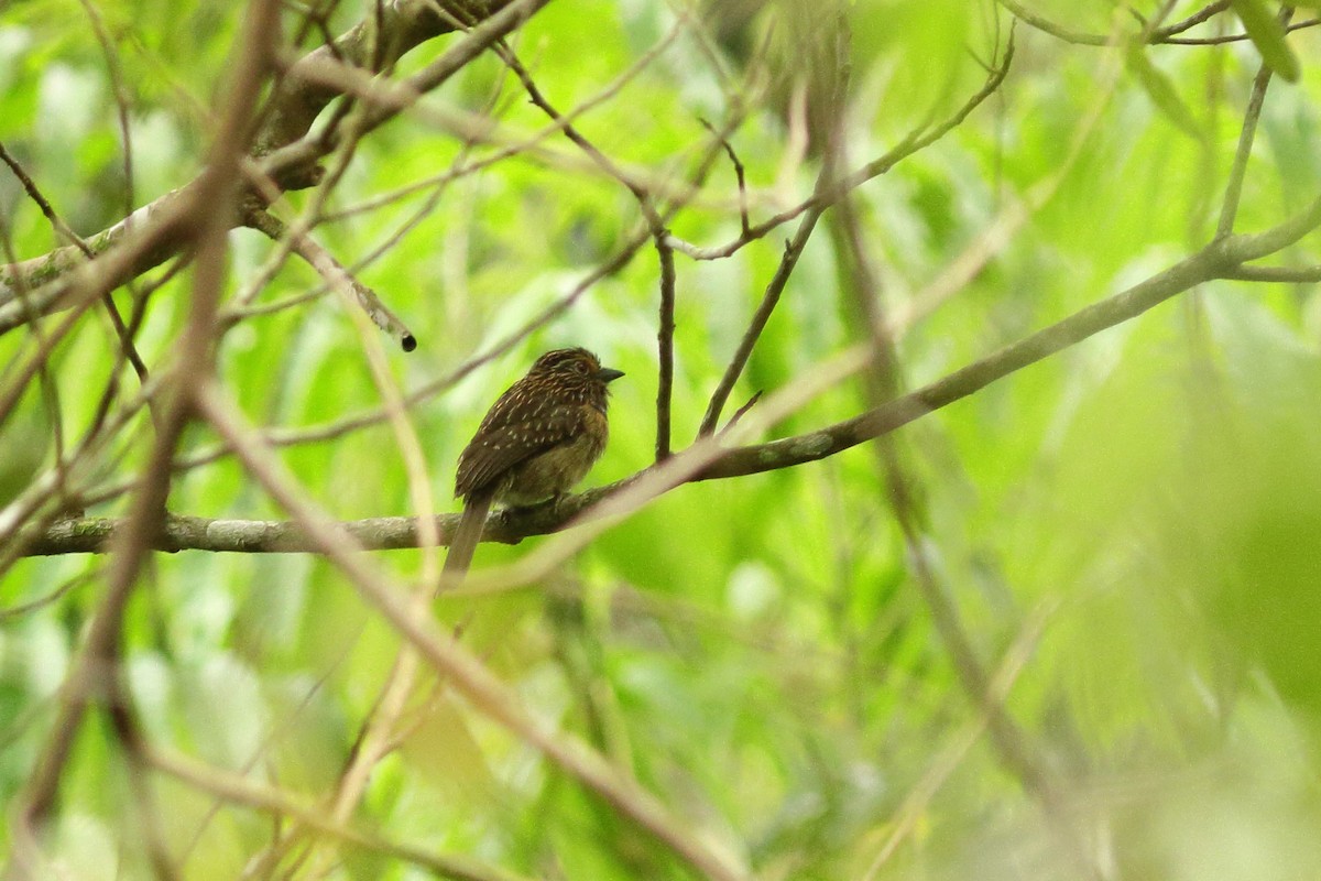 Crescent-chested Puffbird (Greater) - ML538680411