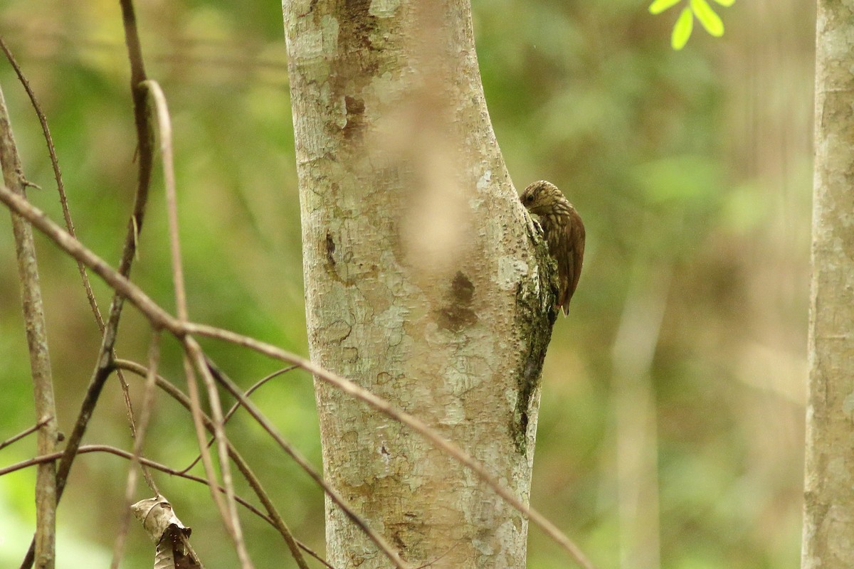 Lesser Woodcreeper - ML538680501