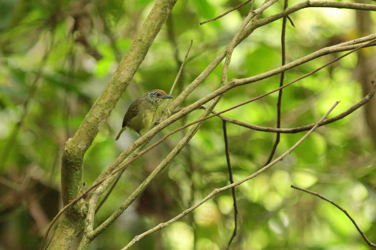 Spot-breasted Antvireo - Simon Feys