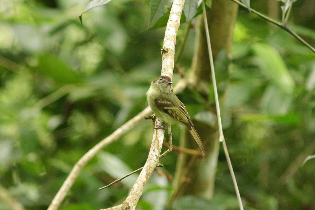 Sepia-capped Flycatcher - ML538681061