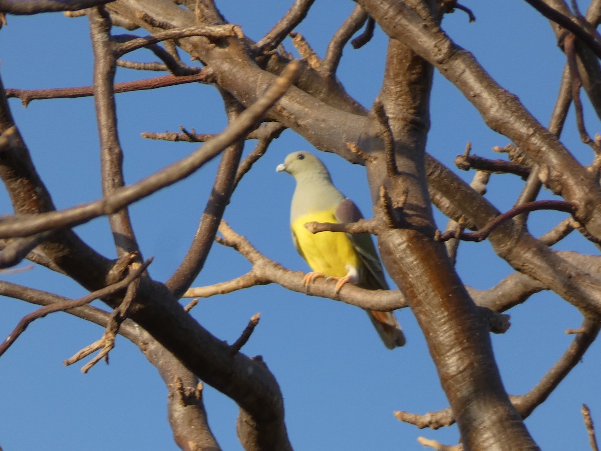 Bruce's Green-Pigeon - ML538681951