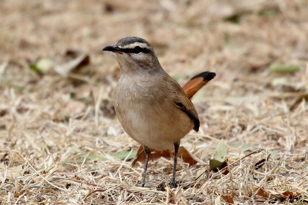 Kalahari Scrub-Robin - Ray Turnbull