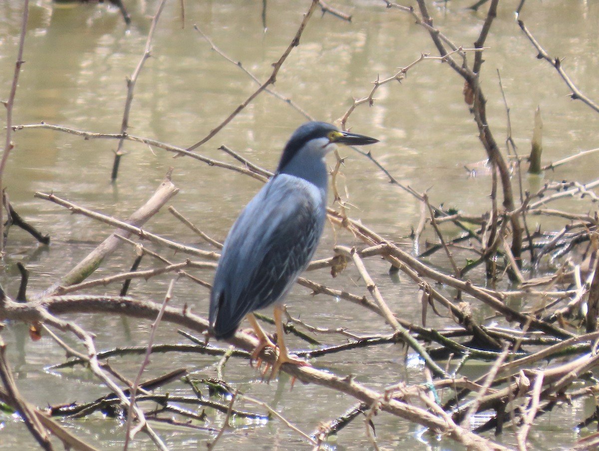 Striated Heron - ML538683551