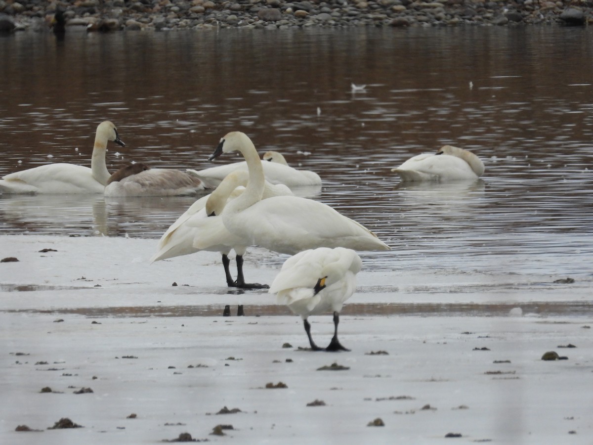 Tundra Swan - ML538683781