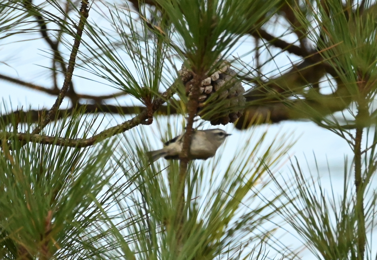 Golden-crowned Kinglet - ML538684011