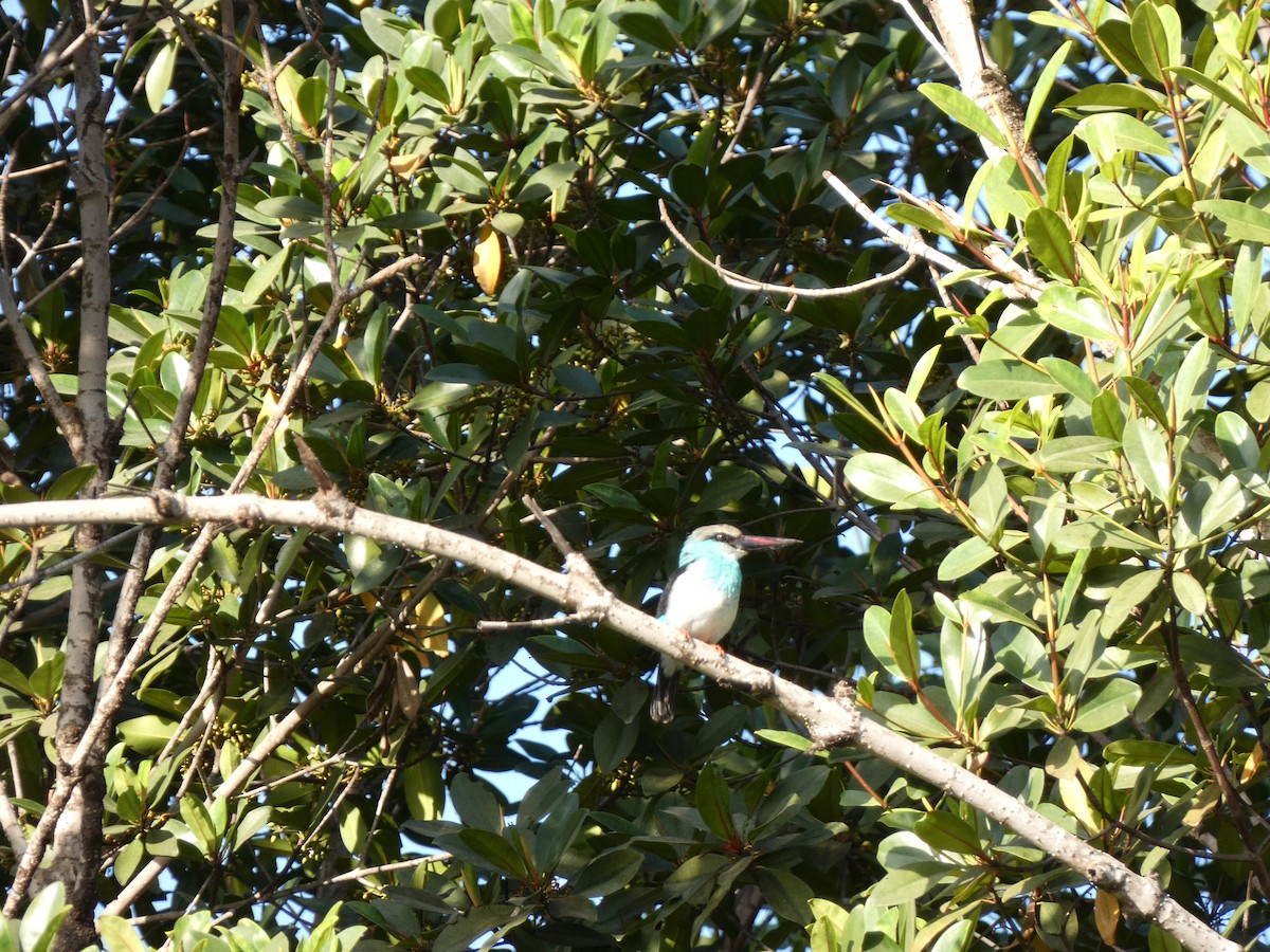 Blue-breasted Kingfisher - ML538684711