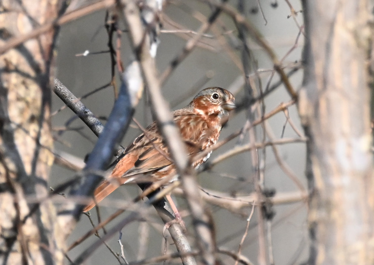 Fox Sparrow - ML538685221