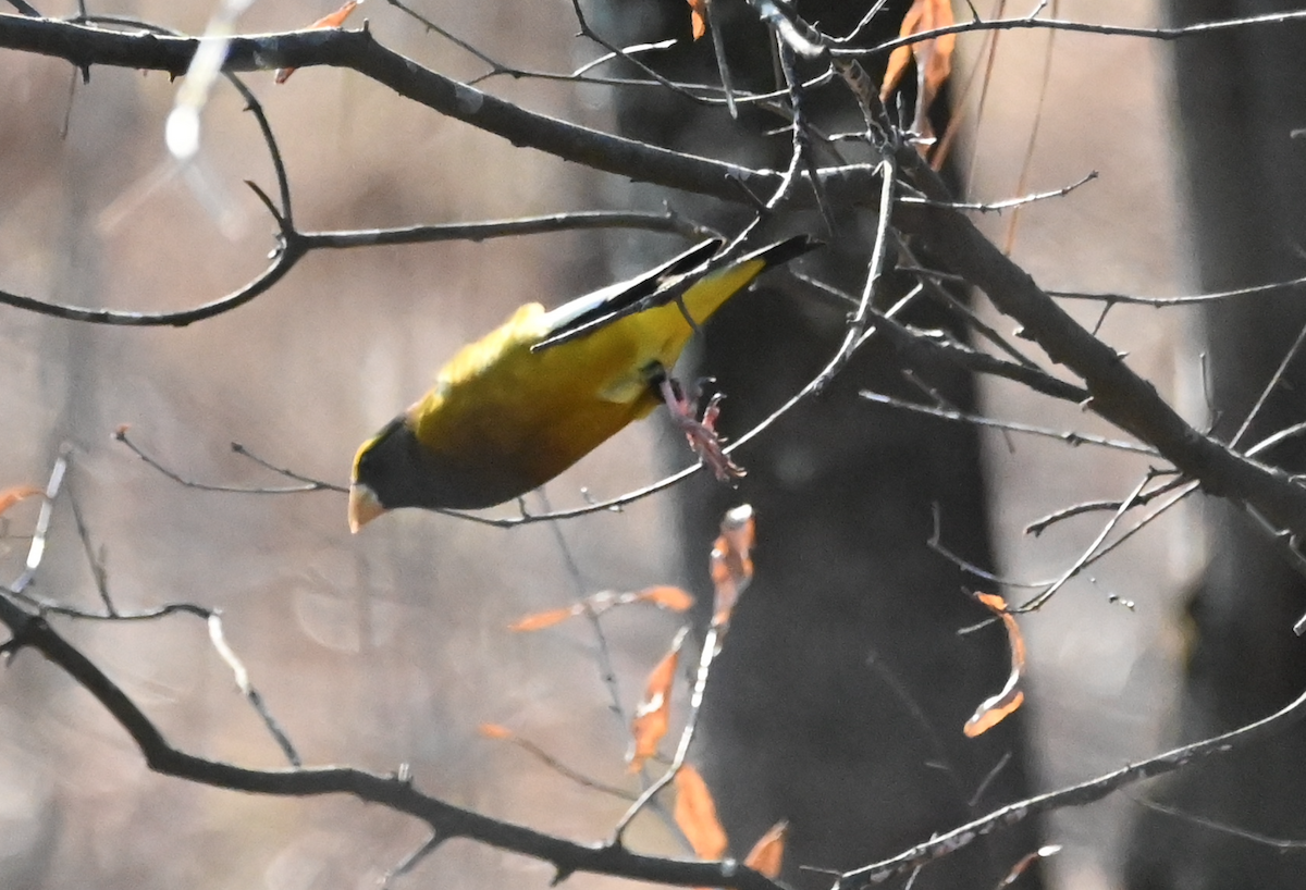 Evening Grosbeak - ML538685611