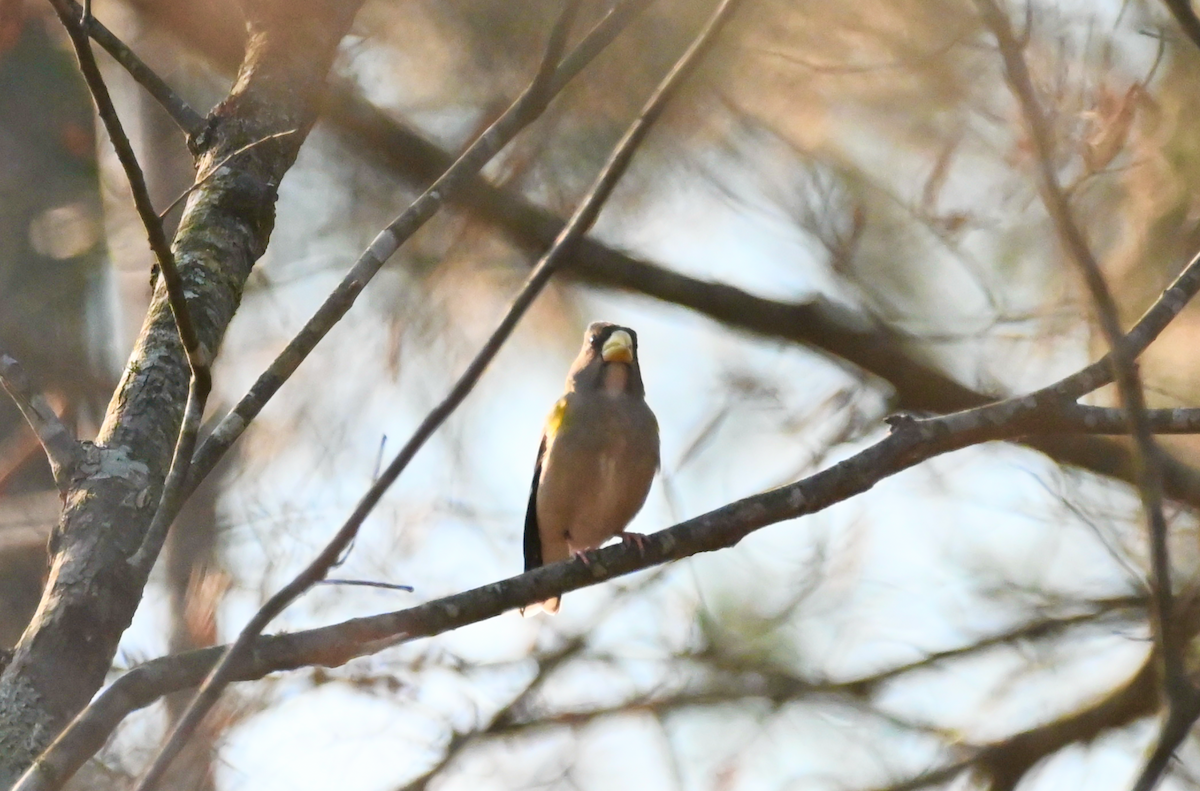 Evening Grosbeak - ML538685741