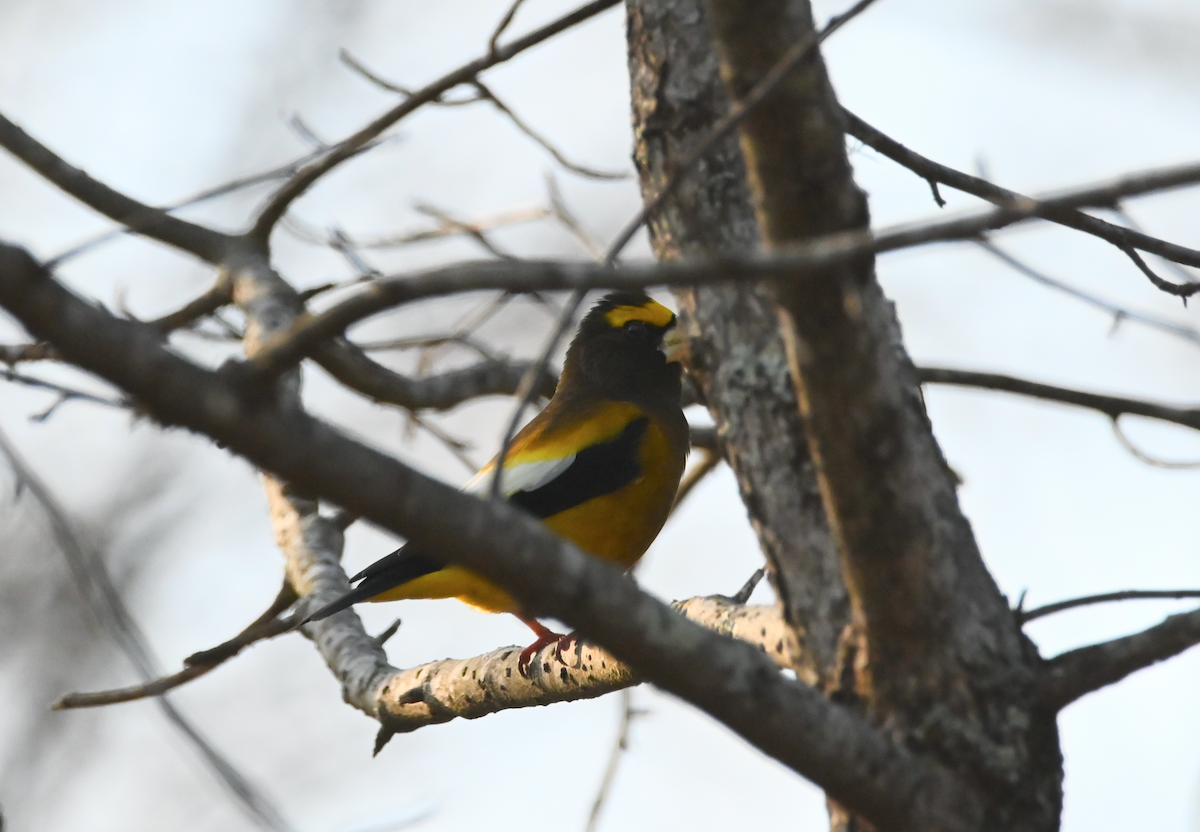 Evening Grosbeak - ML538685751