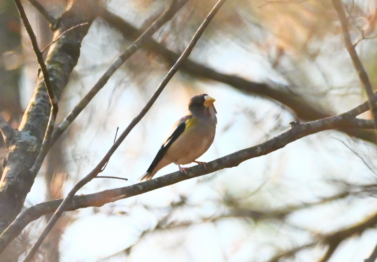 Evening Grosbeak - ML538685911