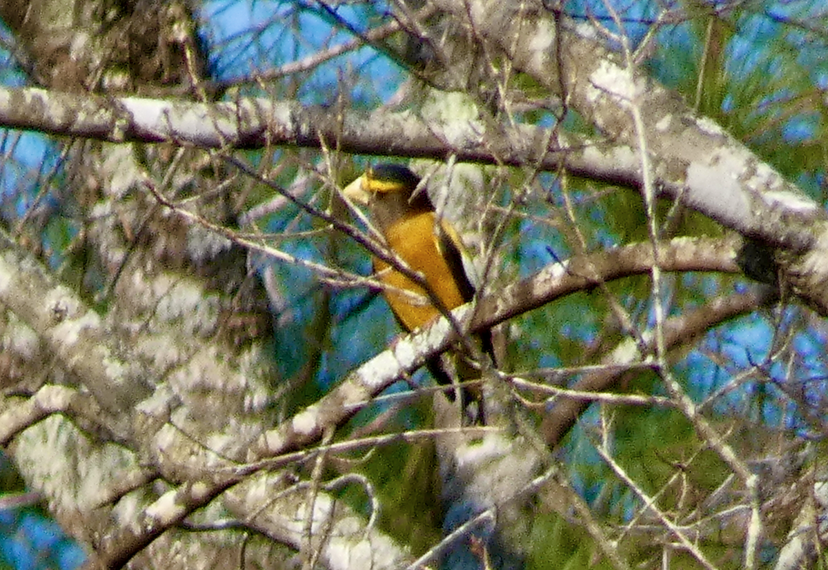 Evening Grosbeak - ML538686131