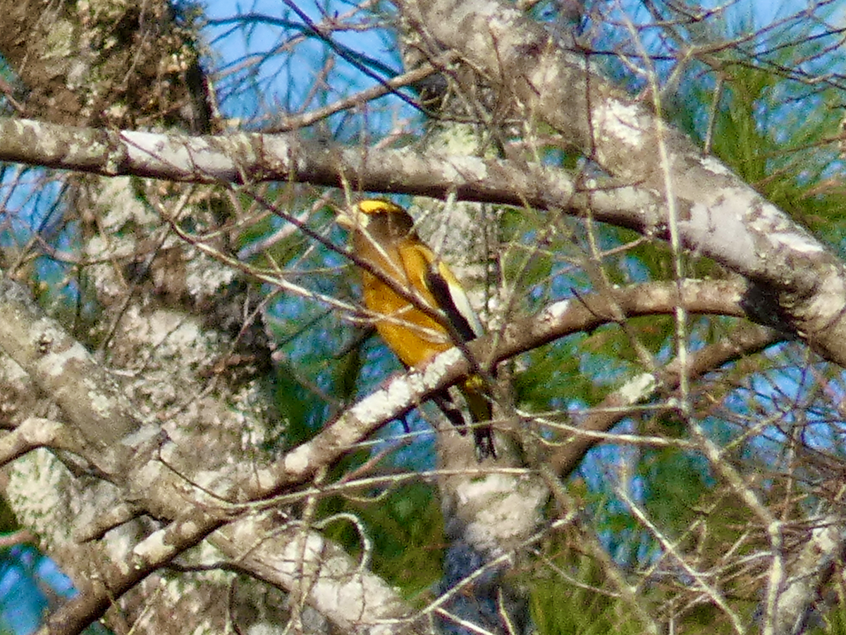 Evening Grosbeak - ML538686141