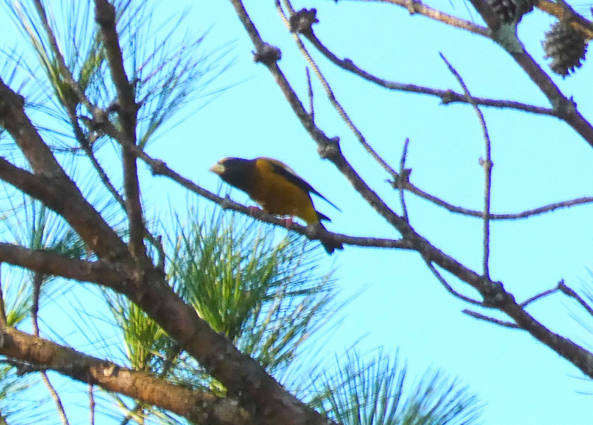 Evening Grosbeak - ML538686211