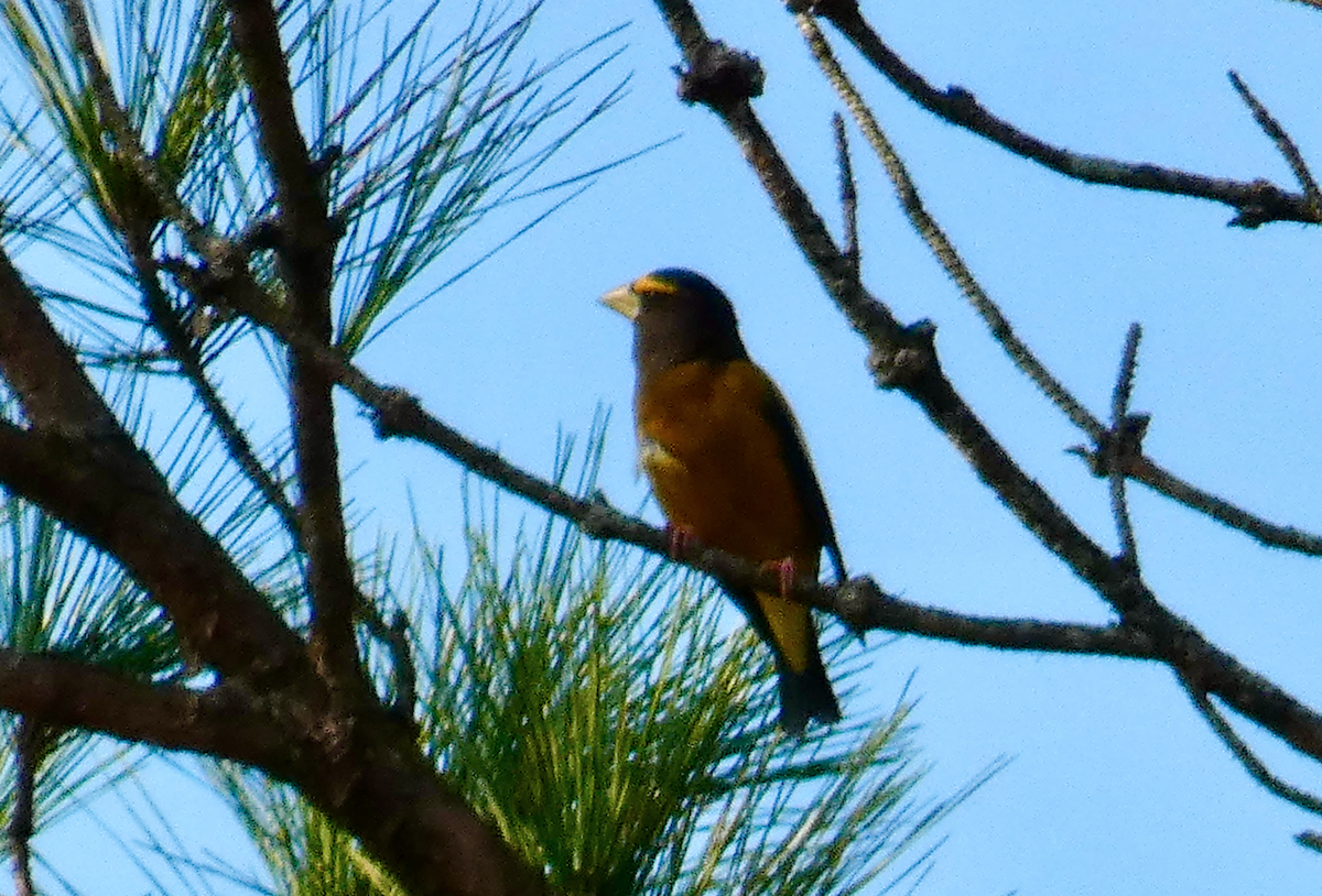 Evening Grosbeak - ML538686221