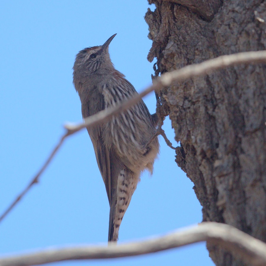 White-browed Treecreeper - ML53868641