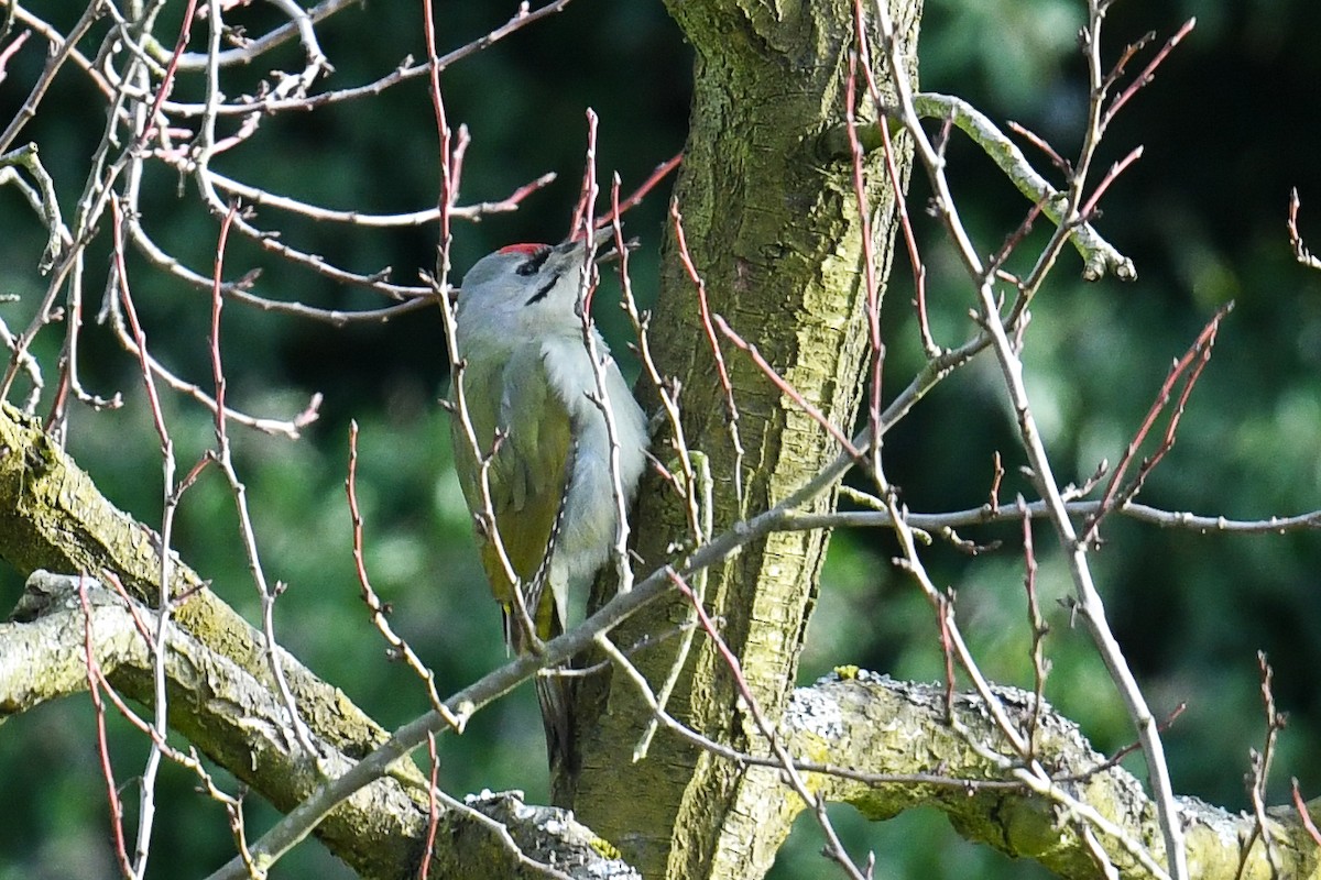 Gray-headed Woodpecker - ML538687091