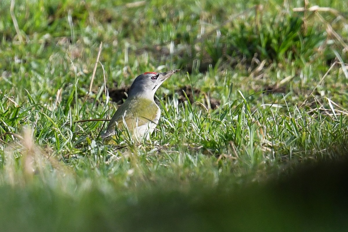 Gray-headed Woodpecker - ML538687151