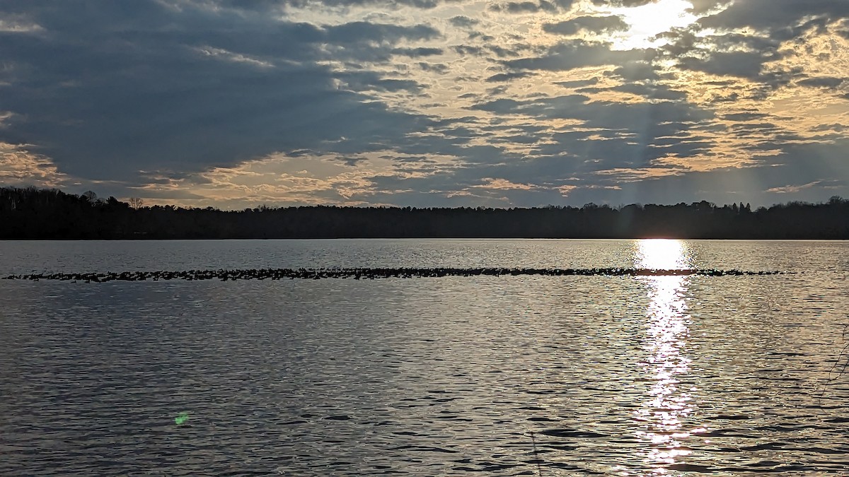 American Coot - ML538687431