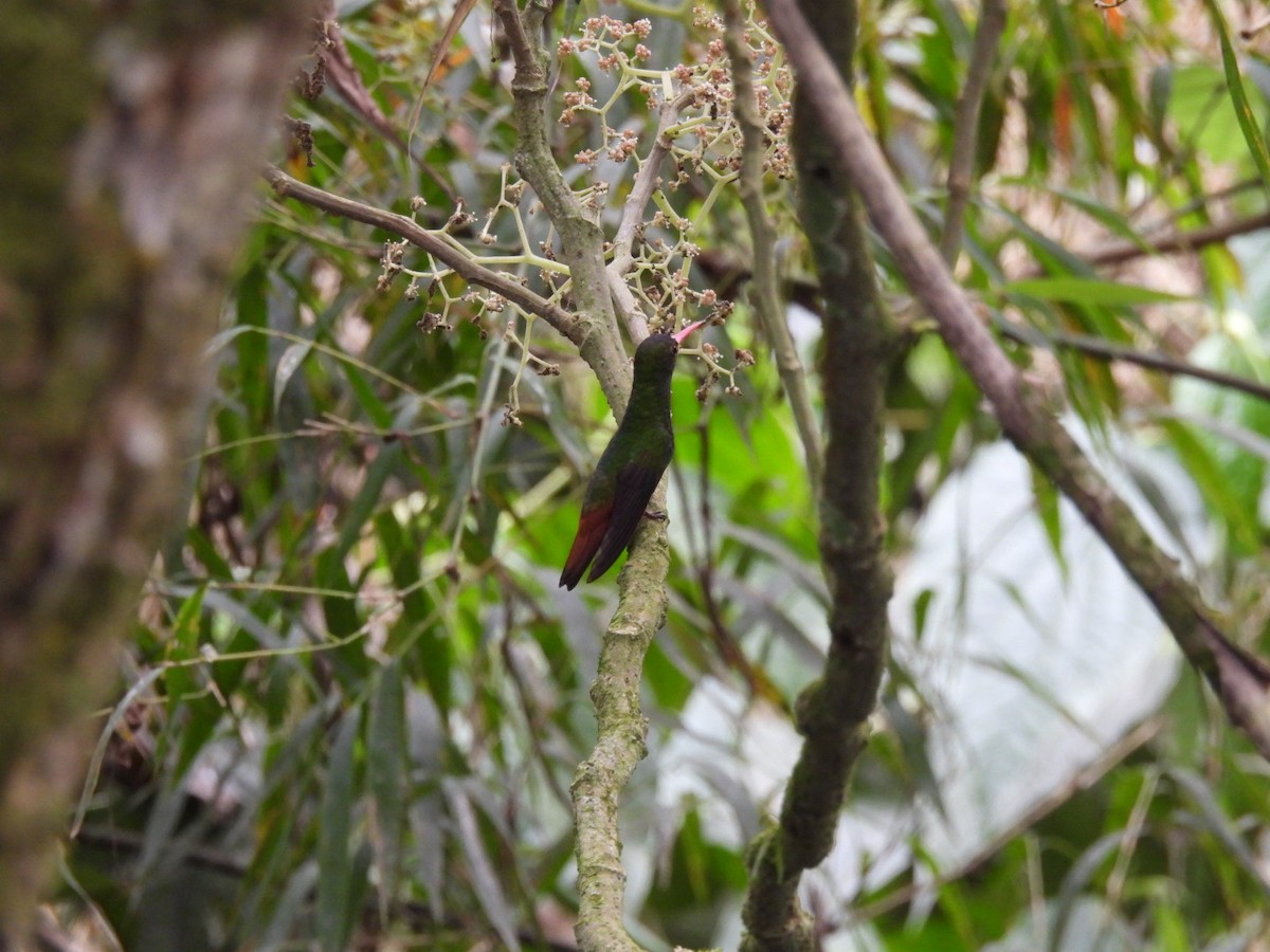 Rufous-tailed Hummingbird - Duke Tufty