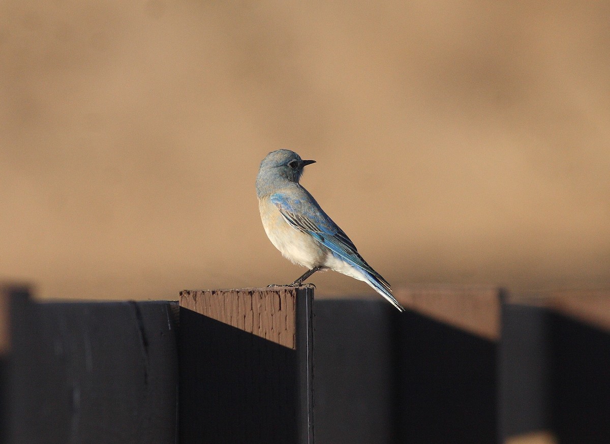 Mountain Bluebird - ML538688701