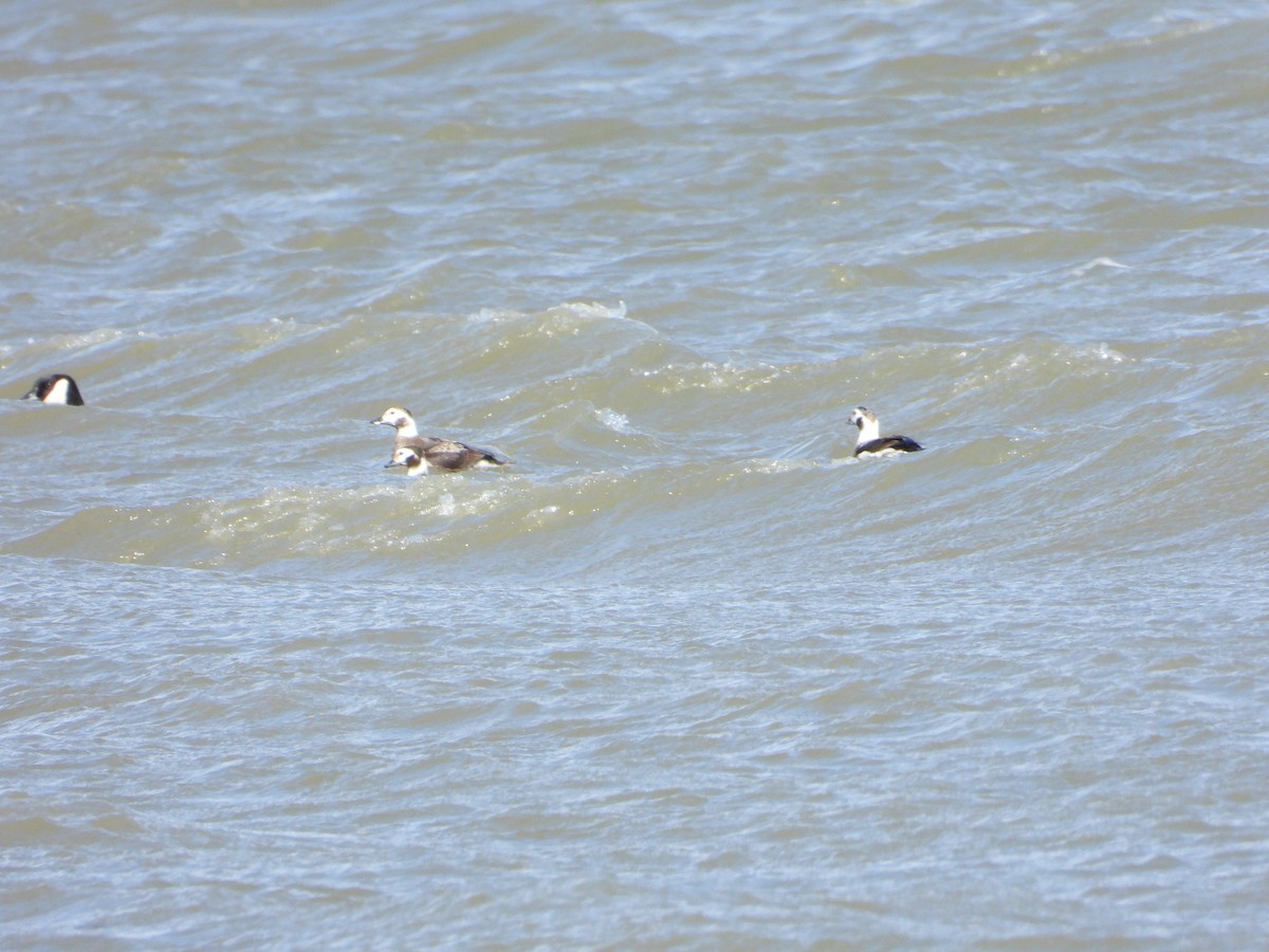 Long-tailed Duck - ML538688841