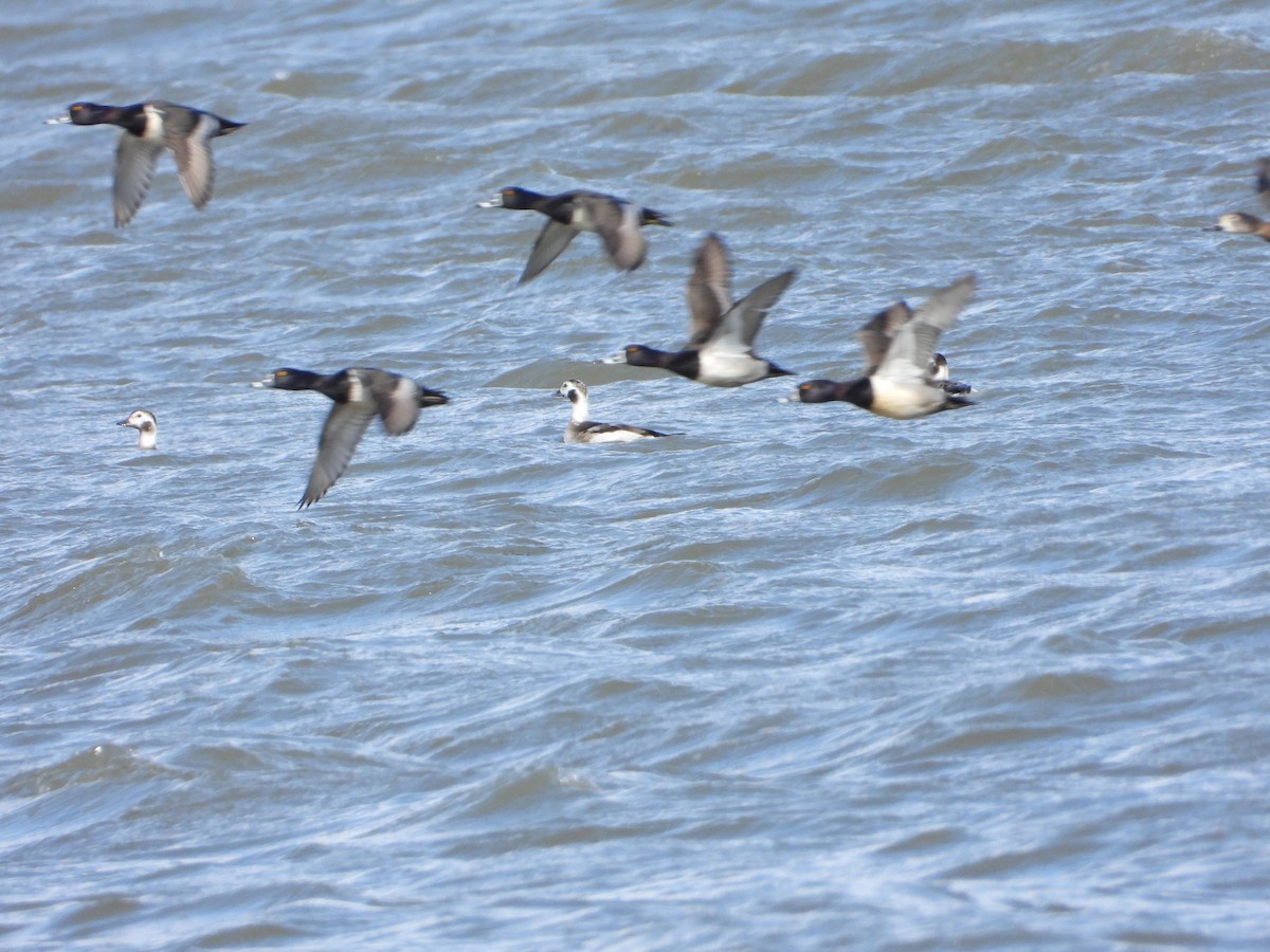 Long-tailed Duck - ML538688861