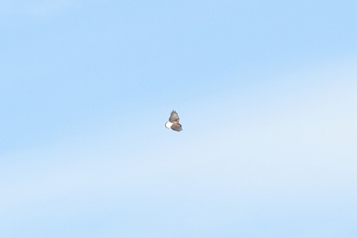 White-tailed Hawk - ML538689041