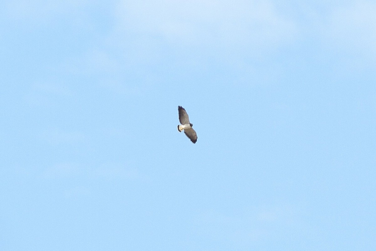 White-tailed Hawk - ML538689051